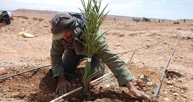Plantation de palmiers dattiers dans la zone d’Errachidia, au Maroc. Photo : Antoine Hervé Plantation de palmiers dattiers dans la zone d’Errachidia, au Maroc. Photo : Antoine Hervé