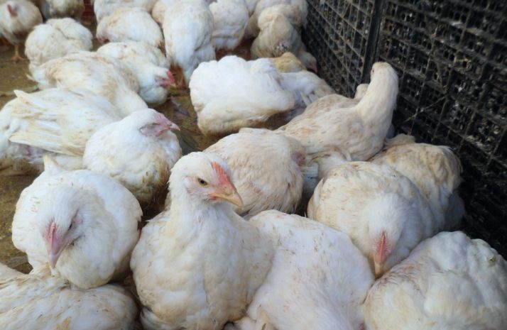 À l’image de ces poulets de chair, 70 à 80 % des élevages en Algérie sont informels et ne respectent aucune norme de production. Photo : Sara Benabdelaziz À l’image de ces poulets de chair, 70 à 80 % des élevages en Algérie sont informels et ne respectent aucune norme de production. Photo : Sara Benabdelaziz