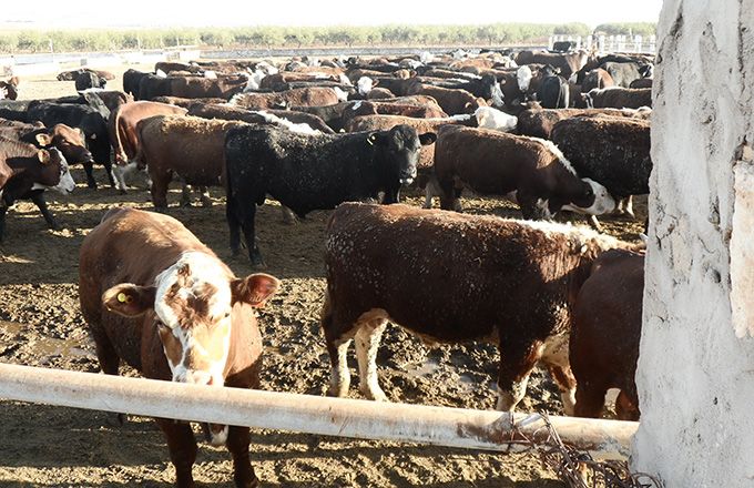 Arrivage de bovins brésiliens en Tunisie. Photo : Amjed Ba Arrivage de bovins brésiliens en Tunisie. Photo : Amjed Ba