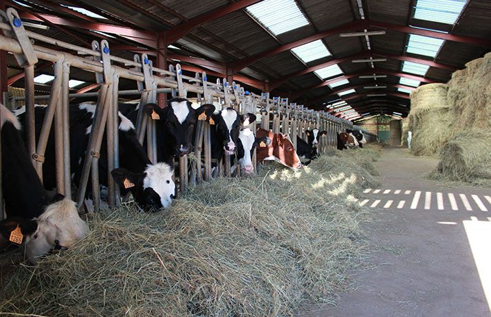 Vaches au cornadis. © M.Ballan/Pixel image Vaches au cornadis. © M.Ballan/Pixel image