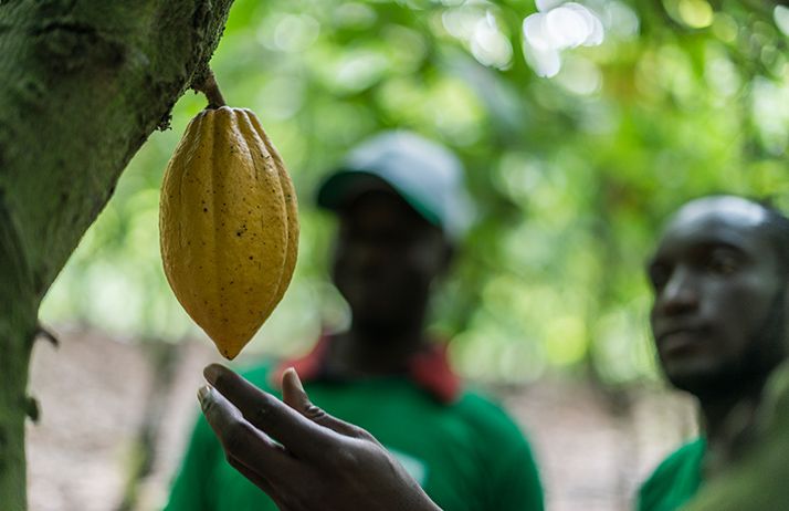 OCP Nutricrops, une nouvelle filiale du Groupe OCP, a été lancée pour accélérer la transition du Groupe vers des solutions de nutrition des plantes entièrement customisées.