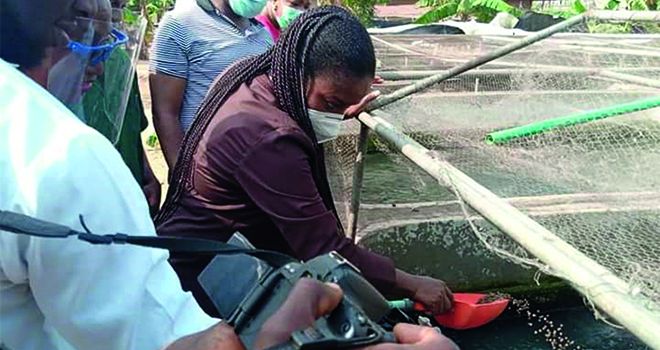 L’élevage en cage du tilapia contribue à l’amélioration de la sécurité alimentaire du Nigeria. Photos : lagosstate.gov.ng L’élevage en cage du tilapia contribue à l’amélioration de la sécurité alimentaire du Nigeria. Photos : lagosstate.gov.ng