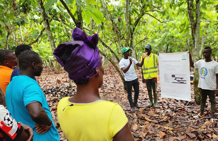 Les apprenants écoutent attentivement les instructeurs qui leur montrent les doses d’engrais et les techniques d’application appropriées pour les cacaoyers. © AfDB Projects