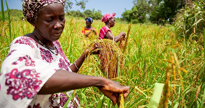 La Banque africaine de développement va aider la RDC à accroître significativement sa production des denrées alimentaires les plus consommées au pays et réduire les importations massives, dont le riz. Photo : AfDB La Banque africaine de développement va aider la RDC à accroître significativement sa production des denrées alimentaires les plus consommées au pays et réduire les importations massives, dont le riz. Photo : AfDB