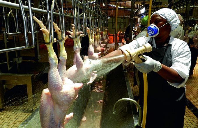 Dans l’abattoir de la Spac. Photo : A. Hervé Dans l’abattoir de la Spac. Photo : A. Hervé