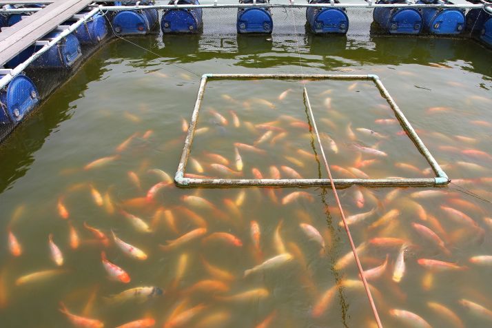 Rapport de la FAO : La production mondiale des pêches et de l’aquaculture atteint un nouveau record. Photo : zilvergolf/Adobe Stock