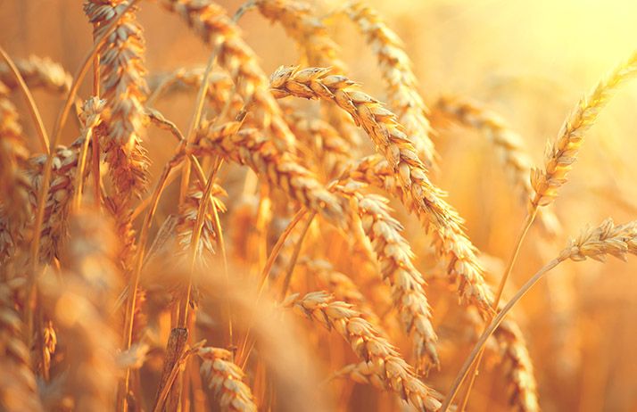 En moyenne, les agriculteurs ont enregistré une augmentation de 44% de la productivité par hectare par rapport à la saison précédente. © Subbotina Anna/Adobe Stock En moyenne, les agriculteurs ont enregistré une augmentation de 44% de la productivité par hectare par rapport à la saison précédente. © Subbotina Anna/Adobe Stock