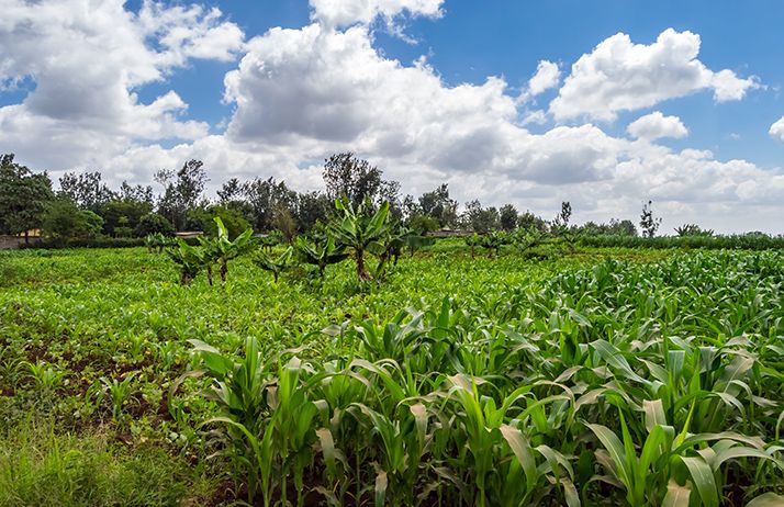 Le Gouvernement prévoit une subvention de 2 milliards de francs pour faciliter l’accès des producteurs aux semences de qualité de maïs, de riz et boutures de manioc. @ Demande Philippe/Adobe Stock Le Gouvernement prévoit une subvention de 2 milliards de francs pour faciliter l’accès des producteurs aux semences de qualité de maïs, de riz et boutures de manioc. @ Demande Philippe/Adobe Stock