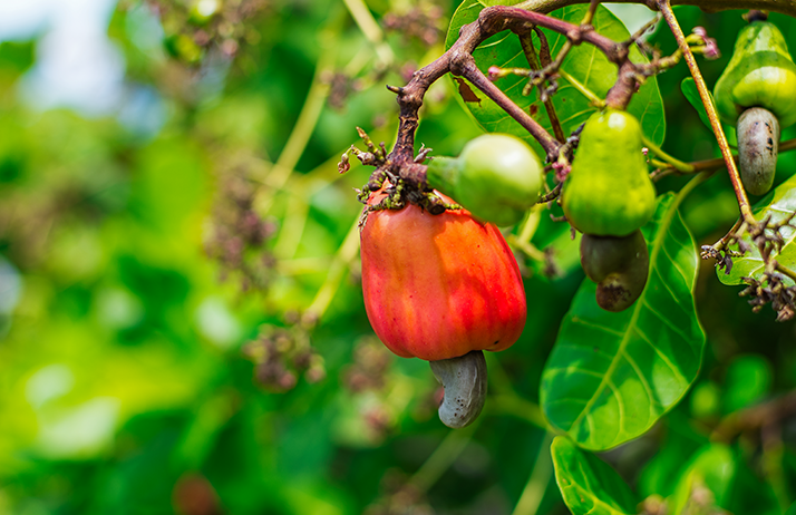 La Côte d'Ivoire, premier producteur mondial de noix de cajou, a suspendu temporairement les exportations de noix de cajou brutes. © Yanluk Prevost/Adobe Stock La Côte d'Ivoire, premier producteur mondial de noix de cajou, a suspendu temporairement les exportations de noix de cajou brutes. © Yanluk Prevost/Adobe Stock