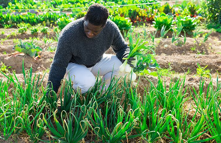 500 formateurs bénéficieront de formations dans les domaines de l’entrepreneuriat, des techniques améliorées de production et de transformation des produits agricoles. © JackF/Adobe Stock