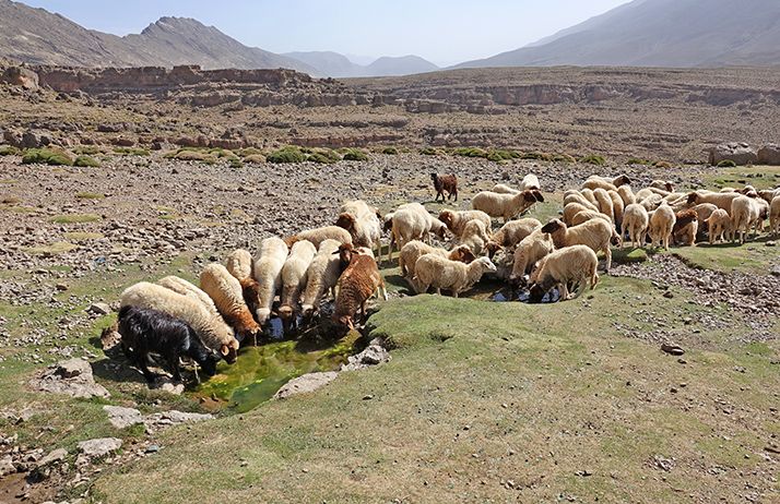 Les initiatives du gouvernement et de la Minusca ont contribué à promouvoir une transhumance pacifique. © Patricia/Adobe Stock Les initiatives du gouvernement et de la Minusca ont contribué à promouvoir une transhumance pacifique. © Patricia/Adobe Stock