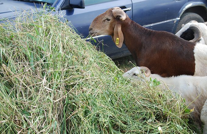 Une bonne alimentation permet aux animaux de rester en bonne santé et d’être moins dépendants aux antimicrobiens, comme ces moutons à Abidjan en Côte d’Ivoire. Photo : Antoine Hervé Une bonne alimentation permet aux animaux de rester en bonne santé et d’être moins dépendants aux antimicrobiens, comme ces moutons à Abidjan en Côte d’Ivoire. Photo : Antoine Hervé