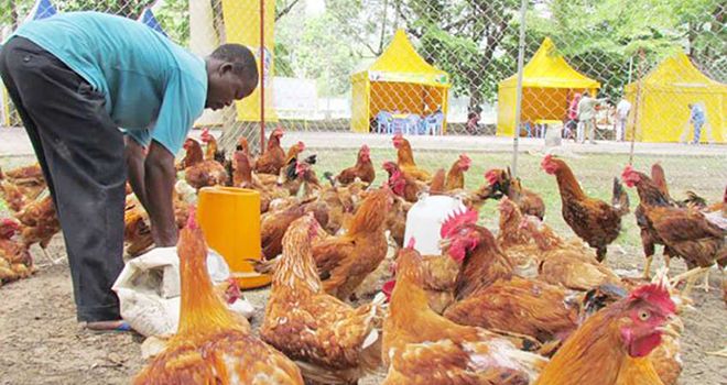 Un éleveur ivoirien nourrit ses poulets de chair. Photo : Programme d’appui à la production avicole nationale. Un éleveur ivoirien nourrit ses poulets de chair. Photo : Programme d’appui à la production avicole nationale.