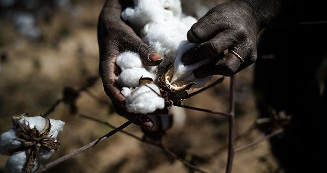 La récolte du coton dans un champ au Mali. Photo : studio Tamani La récolte du coton dans un champ au Mali. Photo : studio Tamani