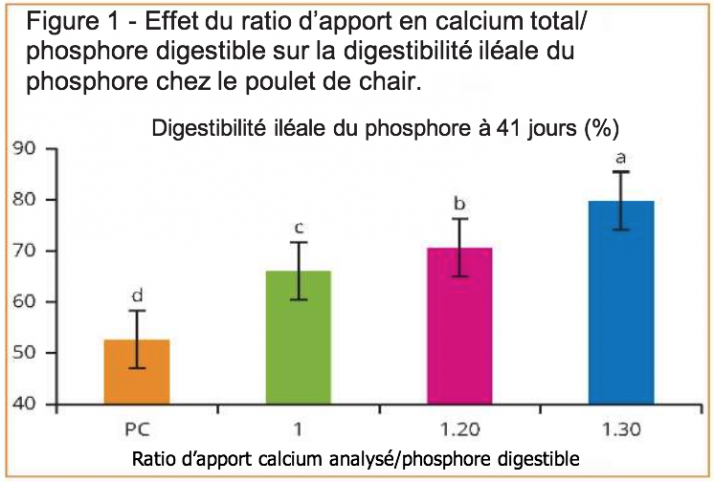 Digestibilité iléale du phosphore Digestibilité iléale du phosphore