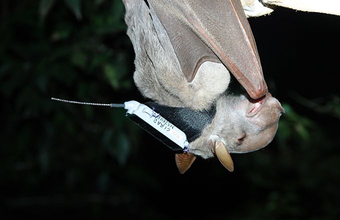 Chauve souris « Hypsignathus monstrosus » équipée d’une balise GPS pour étudier son comportement. Photo : Morgane Labadie (Cirad) Chauve souris « Hypsignathus monstrosus » équipée d’une balise GPS pour étudier son comportement. Photo : Morgane Labadie (Cirad)