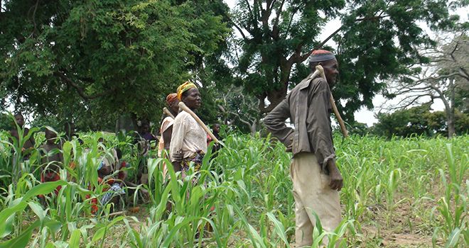 Des paysans dans le Centre-Ouest du Burkina Faso. Photos : Faïshal Ouédraogo