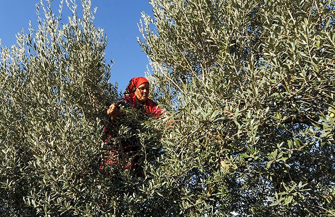 Au Maroc, la filière de l'olive est concernée par le programme d'accompagnement de groupements d'agriculteurs. Photo : DR