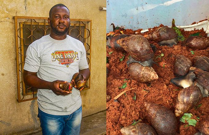 Emmanuel Tito est producteur d’escargots à Cotonou. Certains escargots pèsent plus de 250 grammes. Photos : G. C. Roko