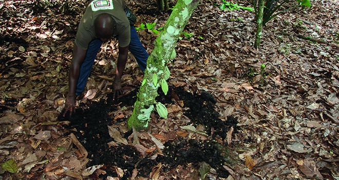 Les aides directes pourraient être liées à l’adoption  de pratiques agroécologiques, comme cette fumure  dans une plantation de cacao biologique à M’Brimbo,  en Côte d’Ivoire. Photo : Antoine Hervé
