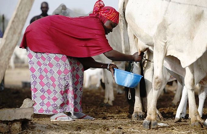 Une éleveuse foulani recueille du lait dans un centre de collecte à Dangwala Karfi, au Nord du pays. Photo : DA Une éleveuse foulani recueille du lait dans un centre de collecte à Dangwala Karfi, au Nord du pays. Photo : DA