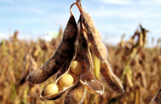 Le soja est l’un des deux produits biologiques togolais les plus exportés vers l’Europe. Photo : ministère de l’Agriculture du Togo.