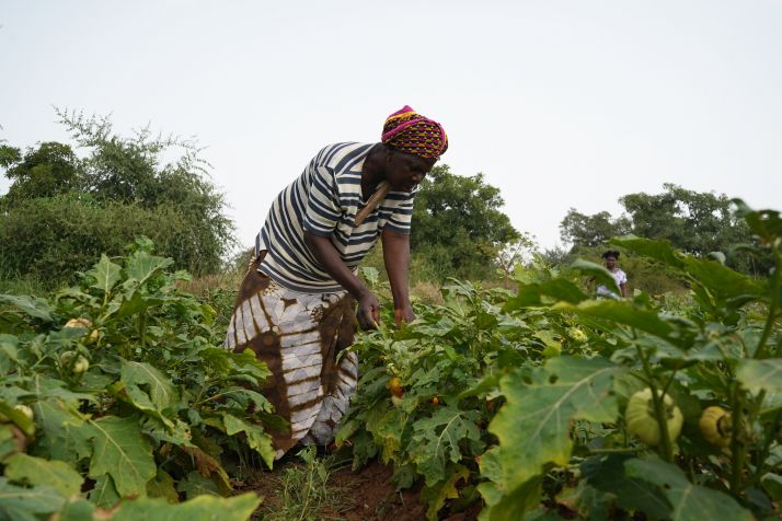 Fanta Traoré dans sa parcelle de tomates.