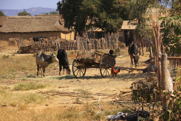 « En 2015, 99 % des fermiers de One Acre Fund avaient remboursé leurs emprunts dans les délais », selon l’association. Photo : Pascal06/Fotolia « En 2015, 99 % des fermiers de One Acre Fund avaient remboursé leurs emprunts dans les délais », selon l’association. Photo : Pascal06/Fotolia