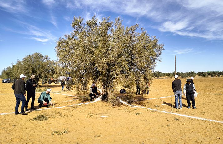 Durant une semaine, il a été question de mesurer la biomasse souterraine et aérienne d'un seul olivier mature de 100 ans.