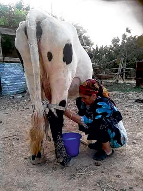 Les producteurs de lait se plaignent d’un prix trop bas. Photo : Utap Les producteurs de lait se plaignent d’un prix trop bas. Photo : Utap