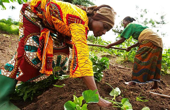 Les femmes jouent un rôle crucial dans l’agriculture africaine, comme ici à Akwa Ibom au sud du Nigeria. Photo : Daouda Aliyou Les femmes jouent un rôle crucial dans l’agriculture africaine, comme ici à Akwa Ibom au sud du Nigeria. Photo : Daouda Aliyou
