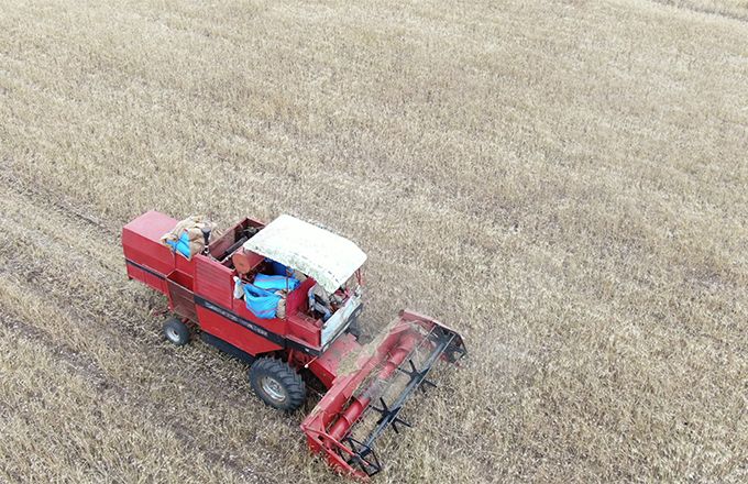 La faible pluviométrie a fait chuter les rendements des céréales au Maroc, comme ici dans la région d’Al Jadida au sud de Casablanca. Photo : OCP