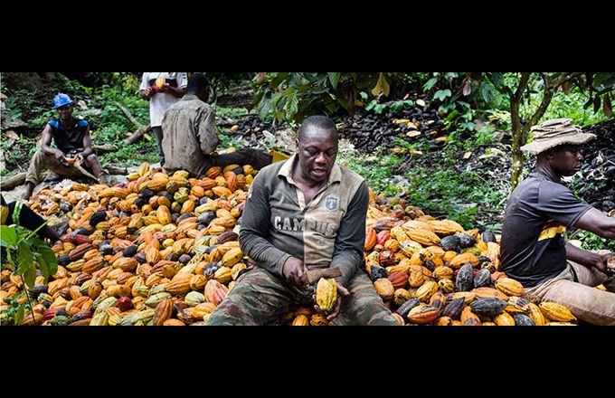 La variété dite « cacao brésilien » assure environ deux tonnes/hectare de rendement, contre une tonne pour les variétés traditionnelles. Photo : BAD La variété dite « cacao brésilien » assure environ deux tonnes/hectare de rendement, contre une tonne pour les variétés traditionnelles. Photo : BAD