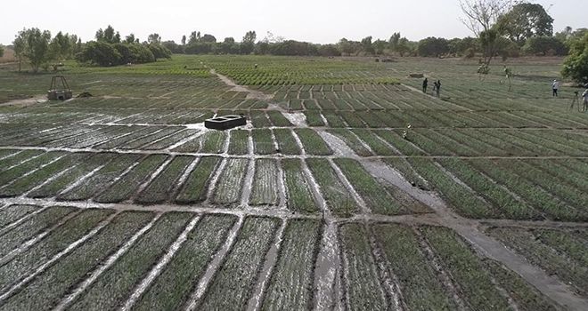 Parcelle irriguée d'un projet crowdfunding au Sénégal. Photo : Gora Talla Ngom