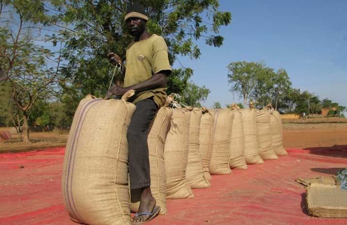 Récolte de maïs en Afrique de l’ouest. © Farm Récolte de maïs en Afrique de l’ouest. © Farm