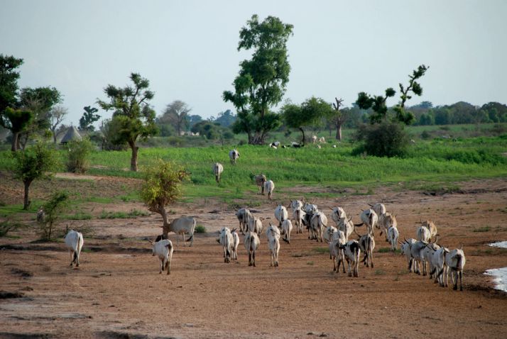 Ce projet aurait déjà permis la plantation de 11 millions d’arbres  au Sénégal, comme ici sur la route de Tambacounda. Photo : A. Hervé