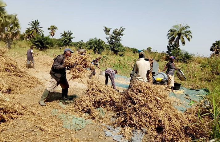 Le développement de la filière soja biologique au Togo a été possible grâce au soutien de l’Etat. Photo : Kiki Tassi Le développement de la filière soja biologique au Togo a été possible grâce au soutien de l’Etat. Photo : Kiki Tassi