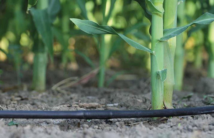 Systeme de goutte-a-goutte. Photo : LP Systeme de goutte-a-goutte. Photo : LP
