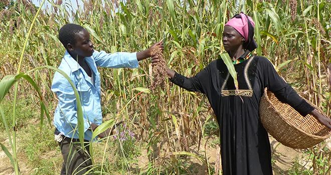 Un couple de producteur de la semence améliorée de sorgho au Burkina Faso. Crédit : Magassa.