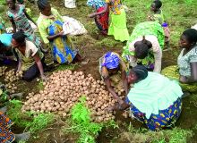 Certains enseignants bouclent leur fin de mois en faisant travailler les élèves au champ. Photo : Umbo Salama