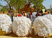 Récolte à Léo au sud-ouest du Burkina Faso. Photo : Tiego Tiemtoré