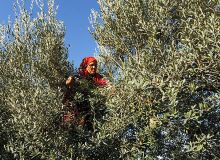Au Maroc, la filière de l'olive est concernée par le programme d'accompagnement de groupements d'agriculteurs. Photo : DR