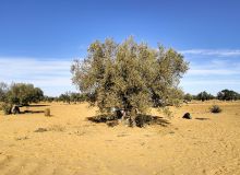 La contribution d'un olivier centenaire à la recherche sur le climat et le sol