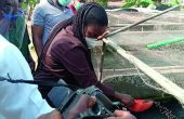 L’élevage en cage du tilapia contribue à l’amélioration de la sécurité alimentaire du Nigeria. Photos : lagosstate.gov.ng