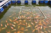 Rapport de la FAO : La production mondiale des pêches et de l’aquaculture atteint un nouveau record. Photo : zilvergolf/Adobe Stock