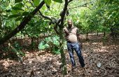 Avec cette application, les planteurs de cacao ivoiriens – ici dans la région de M’Brimbo – pourront se tenir informés des dernières règles sanitaires concernant le Covid-19. Photo : Antoine Hervé