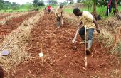 Préparation de la terre pour accueillir une plantation à Ibadan, au Nigeria. Photo : Daouda Aliyou