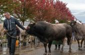 Durant quatre jours, au Sommet de l'élevage de Clermont-Ferrand, 2 000 animaux seront exposés. Photo : Thierry Zoccolan STF