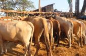 Élevage des bœufs en Guinée. Photo : Aliou Diallo