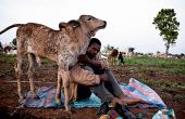 Le Nigeria importe beaucoup de bétail pour les fêtes de Tabaski et de fin d’année. Ici, une scène de transhumance. Photo : Gilles Coulon 
